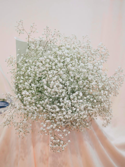 Baby's Breath Cloud