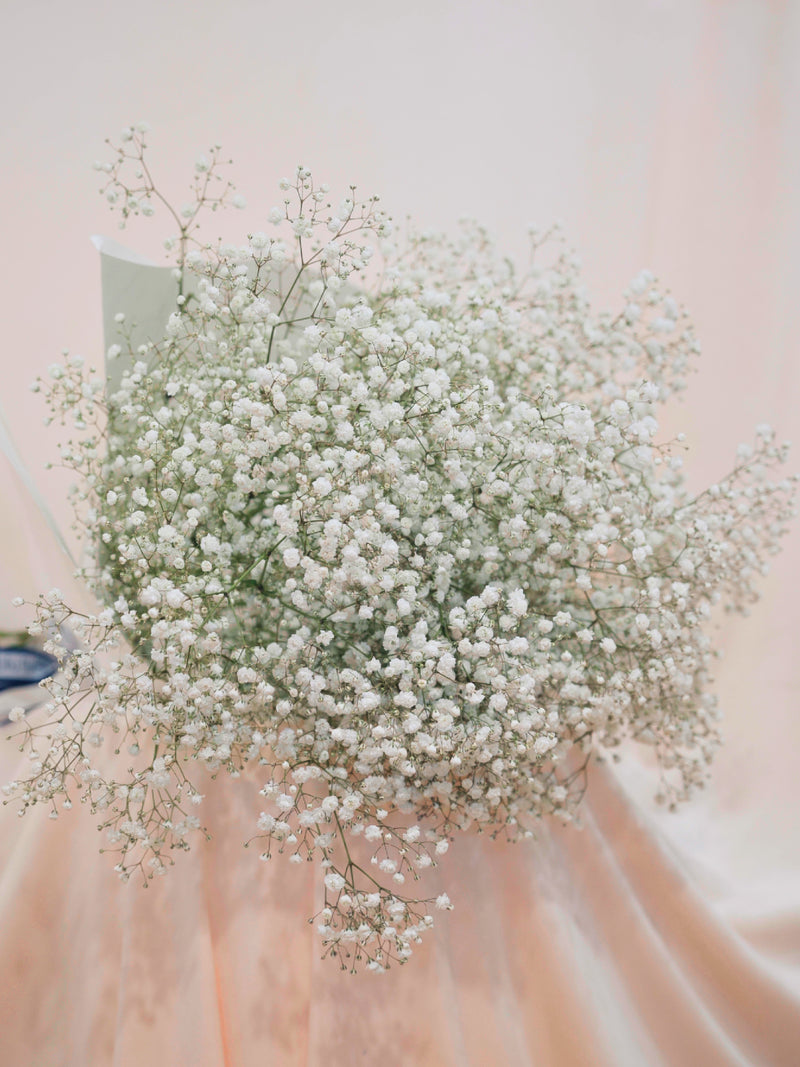 Baby's Breath Cloud