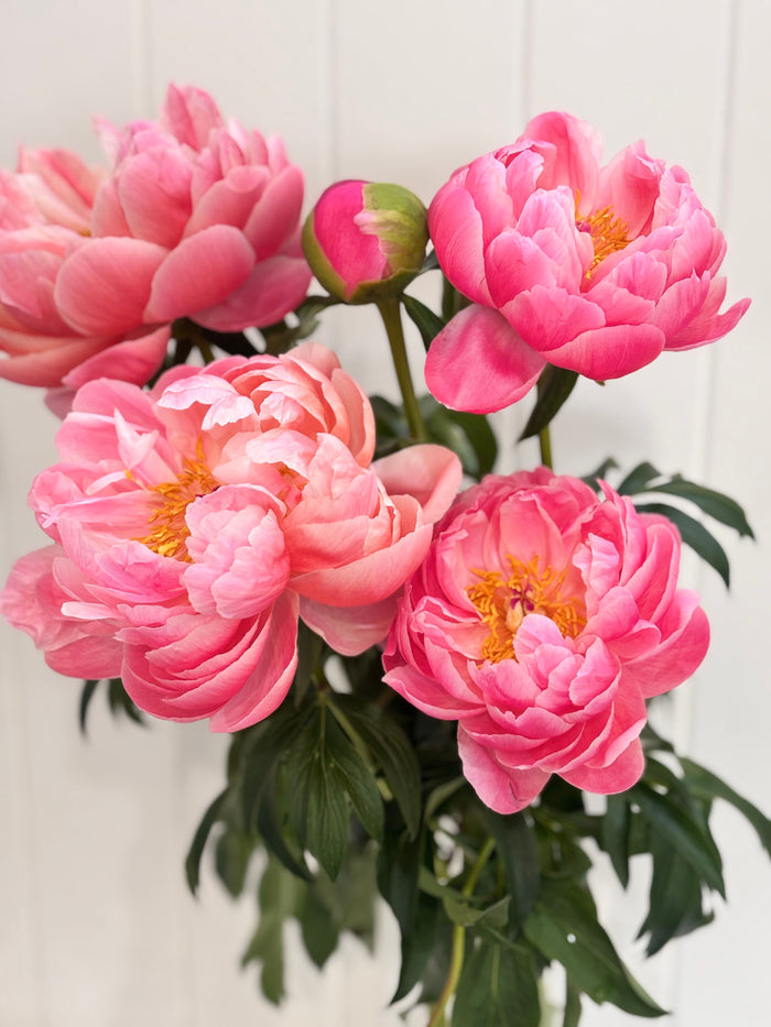 Peonies